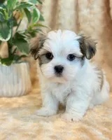 Paddington, a male Mal Shi for sale in Hawarden, IA – 9 of 10