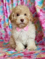 Pixie, a female Cockapoo for sale in Hawarden, IA – Photo 3 of 9