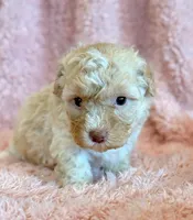 Pixie, a female Cockapoo for sale in Hawarden, IA – Photo 3 of 10