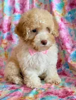 Pixie, a female Cockapoo for sale in Hawarden, IA – Photo 8 of 9