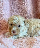 Pixie, a female Cockapoo for sale in Hawarden, IA – Photo 5 of 10