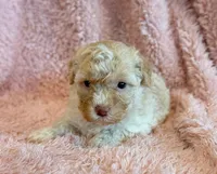 Pixie, a female Cockapoo for sale in Hawarden, IA – Photo 9 of 10