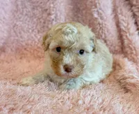 Pixie, a female Cockapoo for sale in Hawarden, IA – Photo 2 of 10