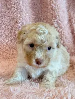Pixie, a female Cockapoo for sale in Hawarden, IA – Photo 6 of 10
