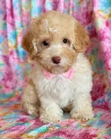 Pixie, a female Cockapoo for sale in Hawarden, IA – Photo 2 of 9