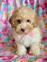 Pixie, a female Cockapoo for sale in Hawarden, IA – Photo 5 of 9