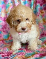 Pixie, a female Cockapoo for sale in Hawarden, IA – Photo 9 of 9