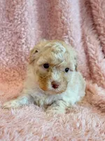 Pixie, a female Cockapoo for sale in Hawarden, IA – Photo 1 of 10
