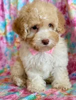 Pixie, a female Cockapoo for sale in Hawarden, IA – Photo 7 of 9