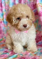 Pixie, a female Cockapoo for sale in Hawarden, IA – Photo 6 of 9