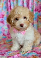 Pixie, a female Cockapoo for sale in Hawarden, IA – Photo 1 of 9