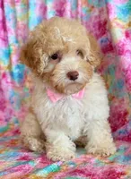 Pixie, a female Cockapoo for sale in Hawarden, IA – Photo 4 of 9
