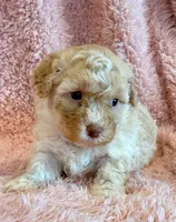 Pixie, a female Cockapoo for sale in Hawarden, IA – Photo 8 of 10