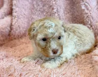 Pixie, a female Cockapoo for sale in Hawarden, IA – Photo 10 of 10