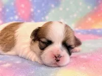 Stella, a female Mal Shi for sale in Hawarden, IA – 8 of 8