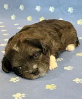Frankie, a male Shihpoo for sale in Hawarden, IA – 5 of 8