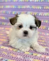 Pearl, a female Mal Shi for sale in Hawarden, IA – 6 of 10