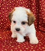 Diego, a male Shihpoo for sale in Hawarden, IA – 7 of 10