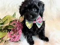 Josie, a female Yorkipoo for sale in Hawarden, IA – 2 of 10