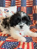 Baylor, a male Mal Shi for sale in Hawarden, IA – 3 of 9