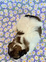 Fancy, a female Shihpoo for sale in Hawarden, IA – 2 of 7