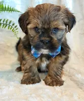Oakley, a male Shorkie for sale in Hawarden, IA – 2 of 10