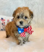 Kato, a male Morkie for sale in Hawarden, IA – 6 of 10