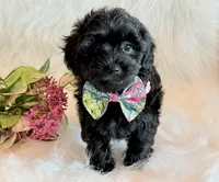 Josie, a female Yorkipoo for sale in Hawarden, IA – 5 of 10