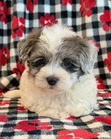 Newton, a male Maltipoo for sale in Hawarden, IA – 9 of 10