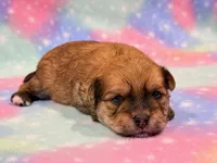 Kato, a male Morkie for sale in Hawarden, IA – 5 of 6