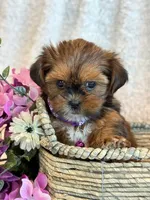 Nuka, a female Shorkie for sale in Hawarden, IA – 6 of 10