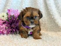 Nuka, a female Shorkie for sale in Hawarden, IA – 5 of 10