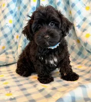 Jeb, a male Yorkipoo for sale in Hawarden, IA – 9 of 10