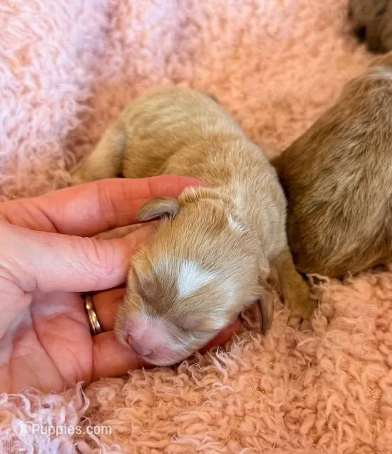 Esme – Cockapoo puppy for sale in Hawarden, IA
