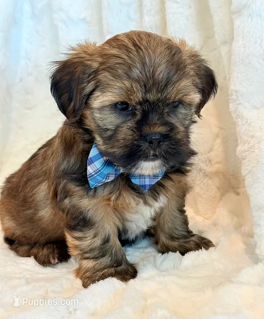 Oakley – Shorkie puppy for sale in Hawarden, IA