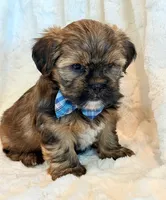 Oakley, a male Shorkie for sale in Hawarden, IA – 3 of 10