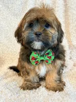 Oakley, a male Shorkie for sale in Hawarden, IA – 4 of 9