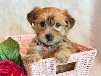 Katana, a female Morkie for sale in Hawarden, IA – 6 of 10