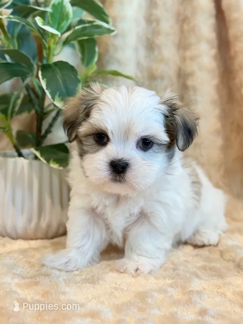 Paddington – Mal Shi puppy for sale in Hawarden, IA