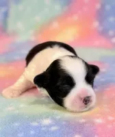 Sidney, a male Mal Shi for sale in Hawarden, IA – 4 of 9