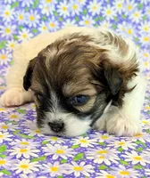 Fancy, a female Shihpoo for sale in Hawarden, IA – 5 of 7