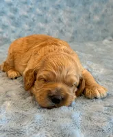 Leo, a male Cockapoo for sale in Hawarden, IA – 3 of 6