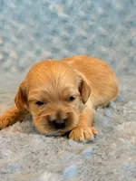 Lester, a male Cockapoo for sale in Hawarden, IA – 1 of 6