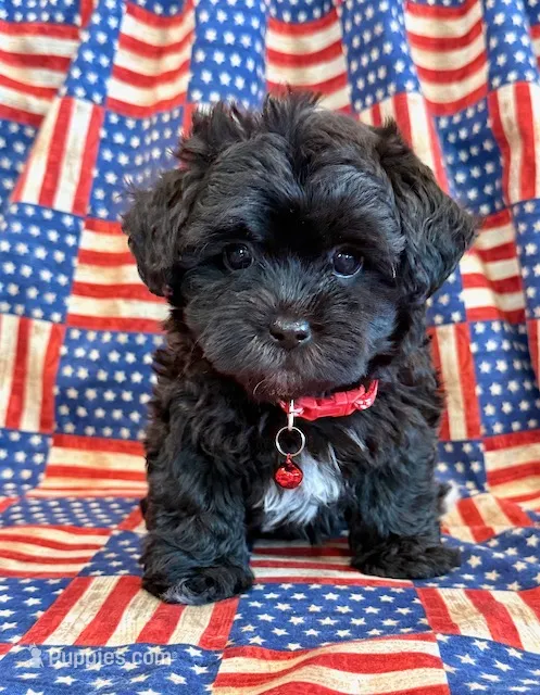 Dakotah – Shihpoo puppy for sale in Hawarden, IA