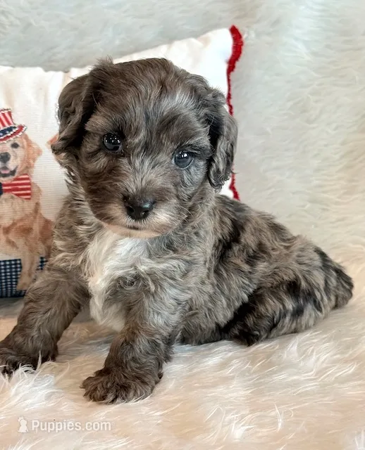 Elliot – Cockapoo puppy for sale in Hawarden, IA