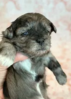 Freckles, a female Shihpoo for sale in Hawarden, IA – 4 of 9