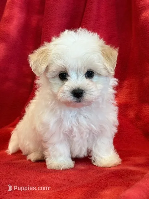 Nugget – Maltipoo puppy for sale in Hawarden, IA