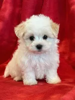 Nugget, a male Maltipoo for sale in Hawarden, IA – 1 of 10