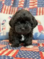 Dexter, a male Shihpoo for sale in Hawarden, IA – 2 of 9
