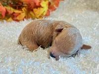 TinkerBell, a female Poodle - Toy  and Poodle - Miniature  for sale in Hawarden, IA – 8 of 8